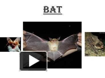 Black madic bat